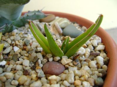 Agave victoriae-reginae