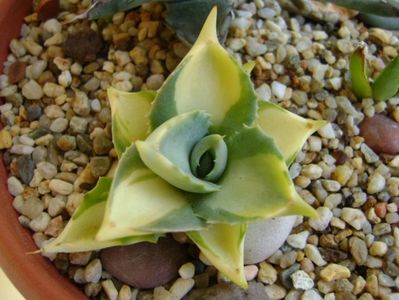 Agave isthmensis cv. Orhi Razin Shirifukurin