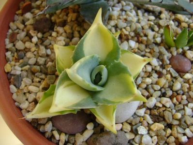 Agave isthmensis cv. Orhi Razin Shirifukurin