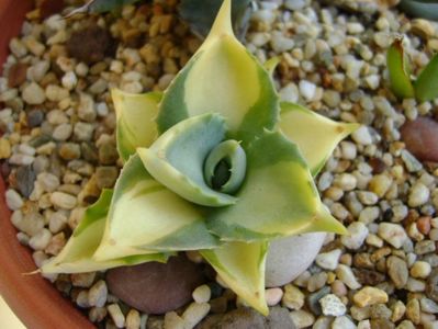 Agave isthmensis cv. Orhi Razin Shirifukurin