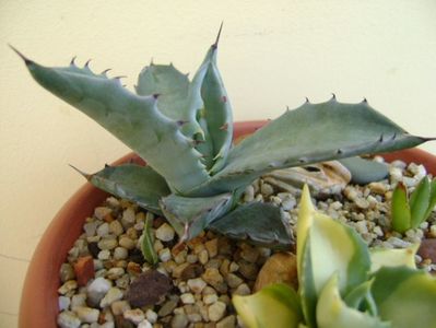 Agave colorata