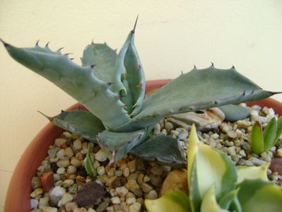 Agave colorata