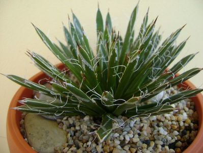 Agave filifera schidigera