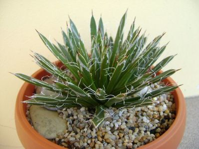 Agave filifera schidigera