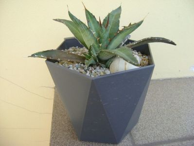 Agave xylonacantha