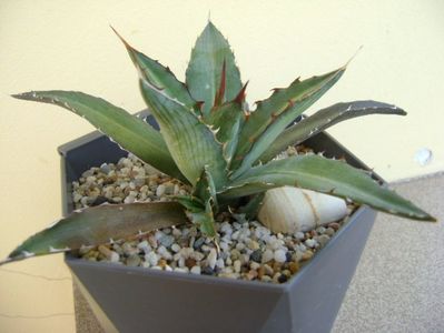 Agave xylonacantha