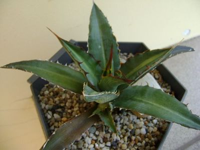 Agave xylonacantha