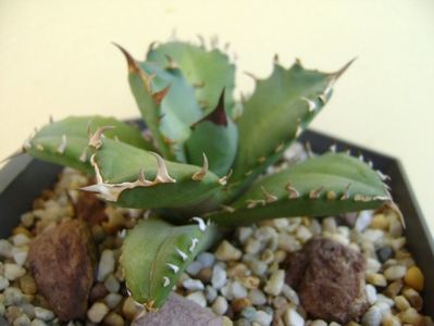 Agave titanota