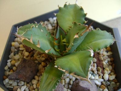 Agave titanota