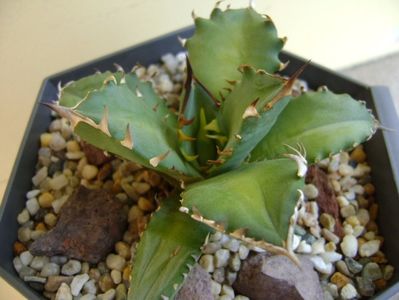 Agave titanota