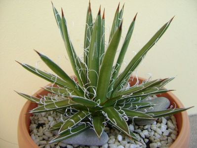 Agave x. leopoldii (A. filifera and A. filifera ssp. schidigiera)