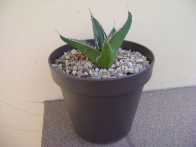 Agave horrida