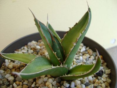 Agave horrida