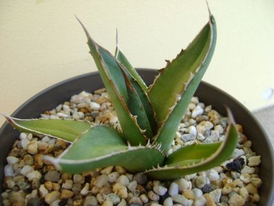 Agave horrida