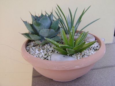 Grup de 3 agave; Agave victoria reginae
Agave stricta nana &quot;Blue form&quot;
Agave guadalarajana minor
