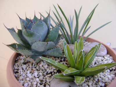 Grup de 3 agave; Agave victoria reginae
Agave stricta nana &quot;Blue form&quot;
Agave guadalarajana minor
