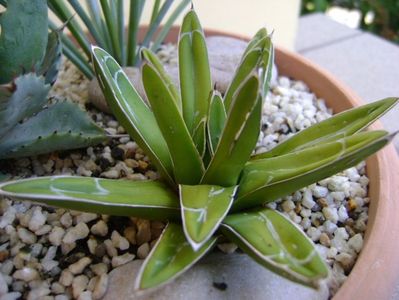 Agave victoria reginae