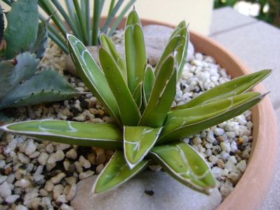 Agave victoria reginae