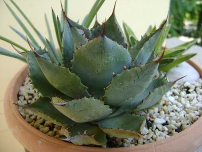 Agave guadalarajana minor