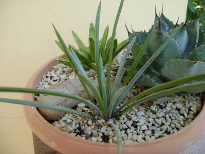 Agave stricta nana "Blue form"