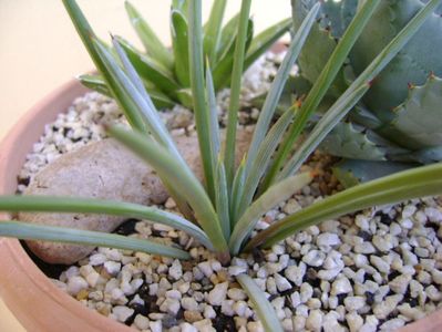 Agave stricta nana "Blue form"