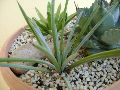 Agave stricta nana "Blue form"