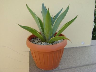 Agave desmettiana variegata