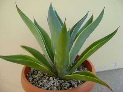 Agave desmettiana variegata