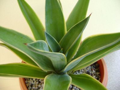 Agave desmettiana variegata