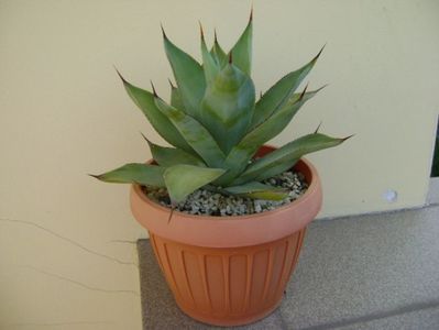 Agave ovatifolia