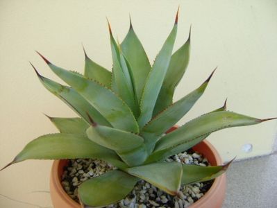 Agave ovatifolia