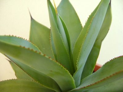 Agave ovatifolia