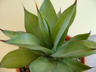 Agave ovatifolia