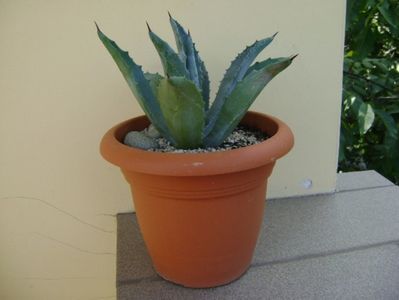 Agave americana