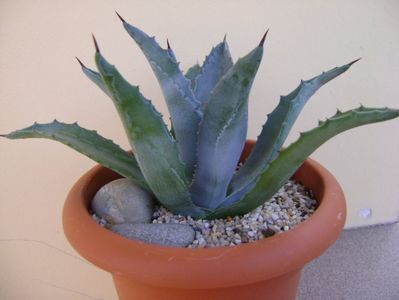 Agave americana