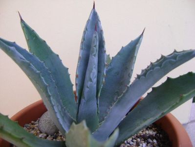 Agave americana