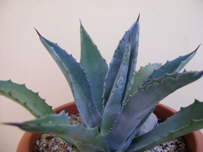 Agave americana