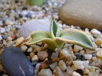 Agave applanata cv. Cream Spike