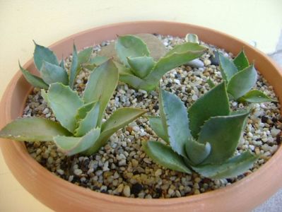 Grup de 6 lastari de agave; Agave applanata cv. Cream Spike 
Agave Potatorum (2 exemplare)
Agave Guadalarajana minor (3 exemplare)
