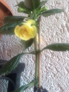 Yellow E.R.; Yellow English Rose
30.08.2017
