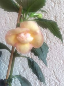 Yellow E.R.; Yellow English Rose
30.08.2017
