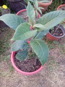 Cestrum newelii, flori rosii in ciorchine