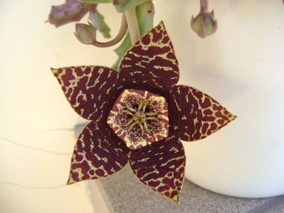 Stapelia variegata