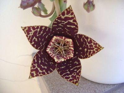 Stapelia variegata