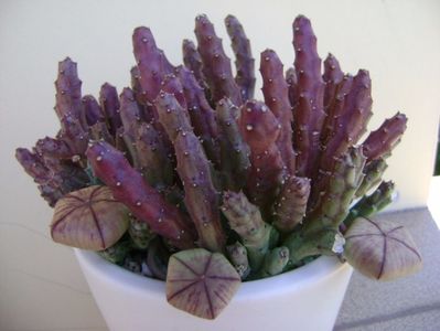 Stapelia variegata