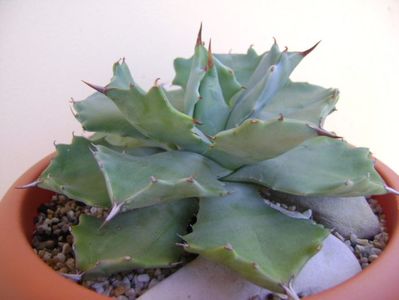 Agave isthmensis