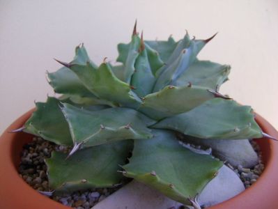 Agave isthmensis