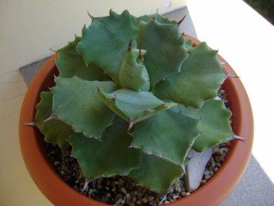 Agave isthmensis