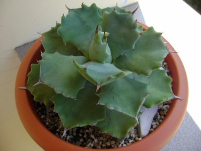 Agave isthmensis