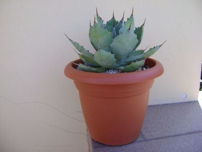 Agave seemanniana